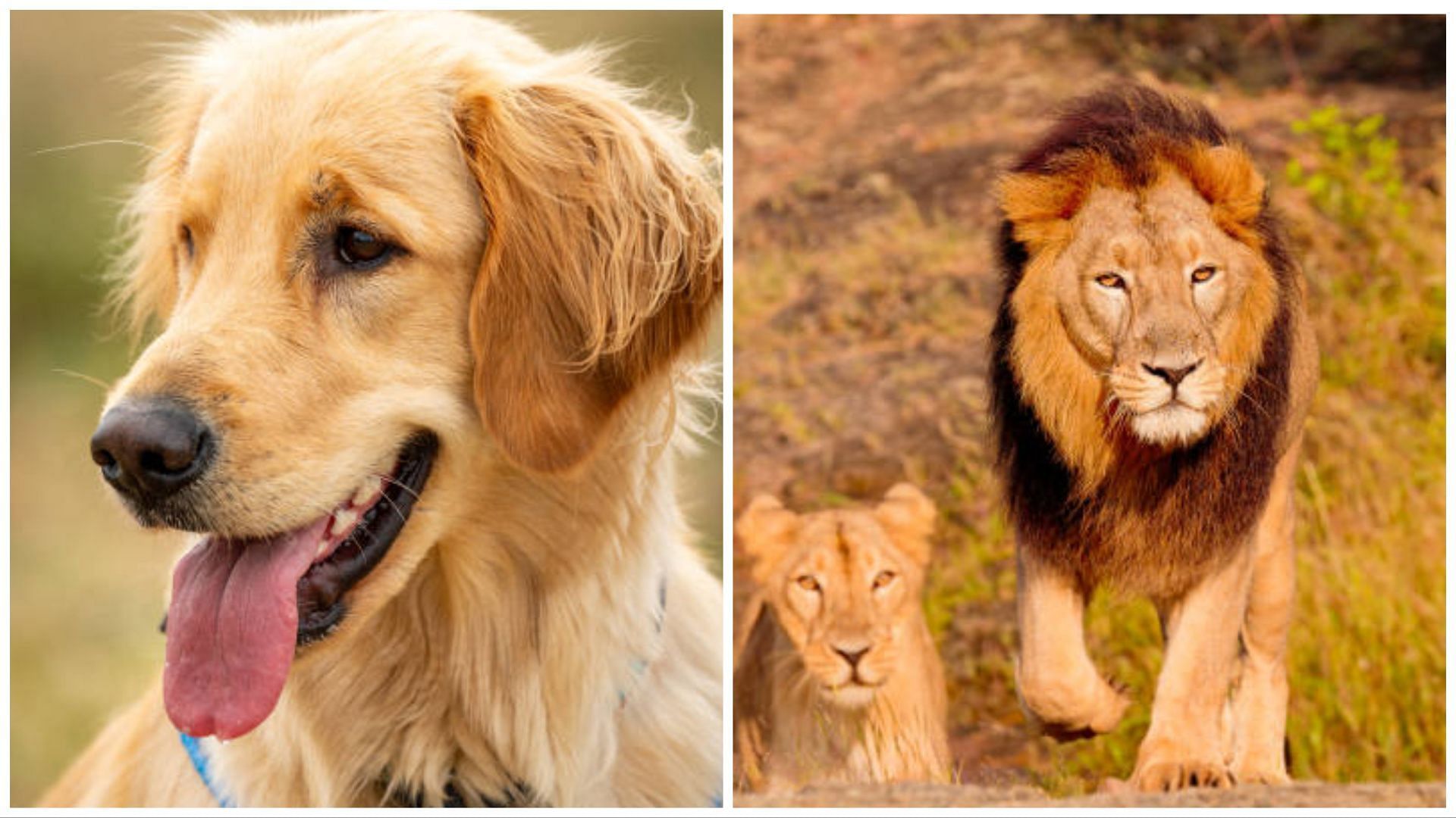Chinese zoo tried to pass off a dog as a lion (Image via Getty Images)