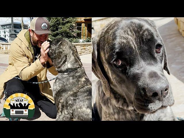 asher house dogs pneumonia