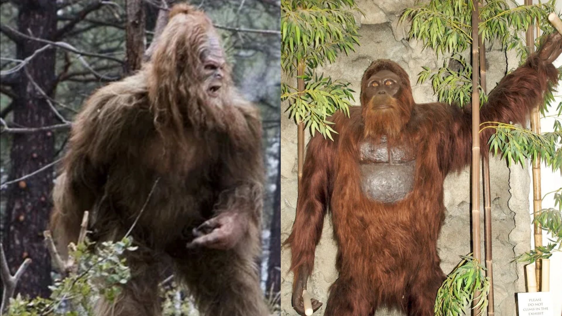 Resurfaced video of Bigfoot in Mississippi leaves netizens stunned. (Image via iStock, Flickr/@Sam_Wise)