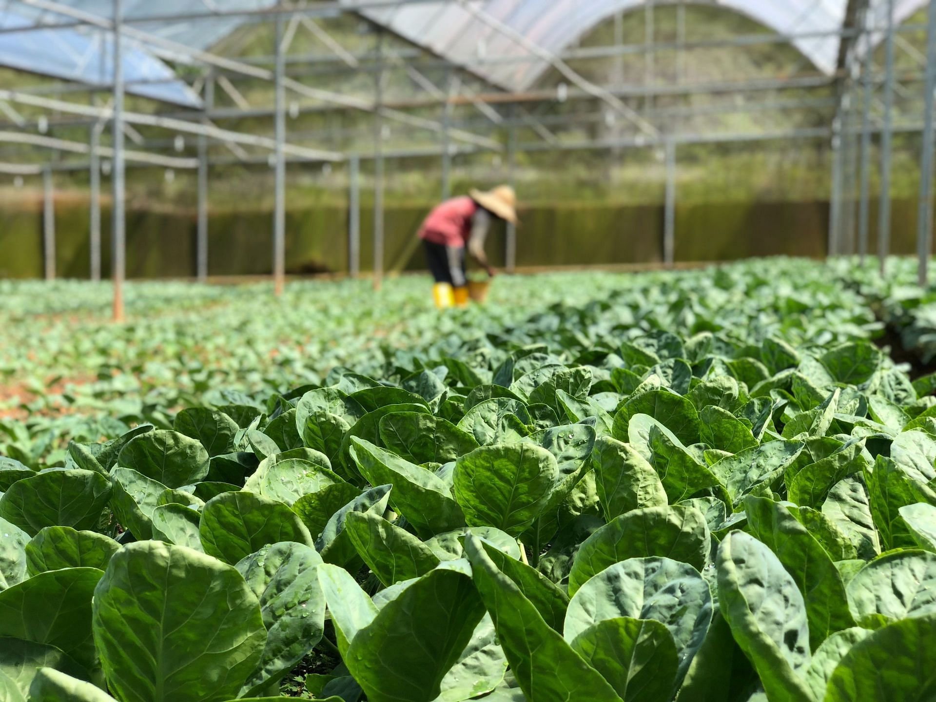 Contamination found in salad mixes (Image via Pexels / Soo Ann Woon)