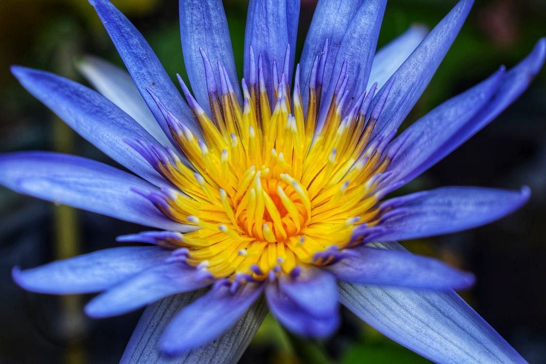 The blue lotus bloom is an appealing enigma in the world of botanical marvels (Sajin S/ Pexels)