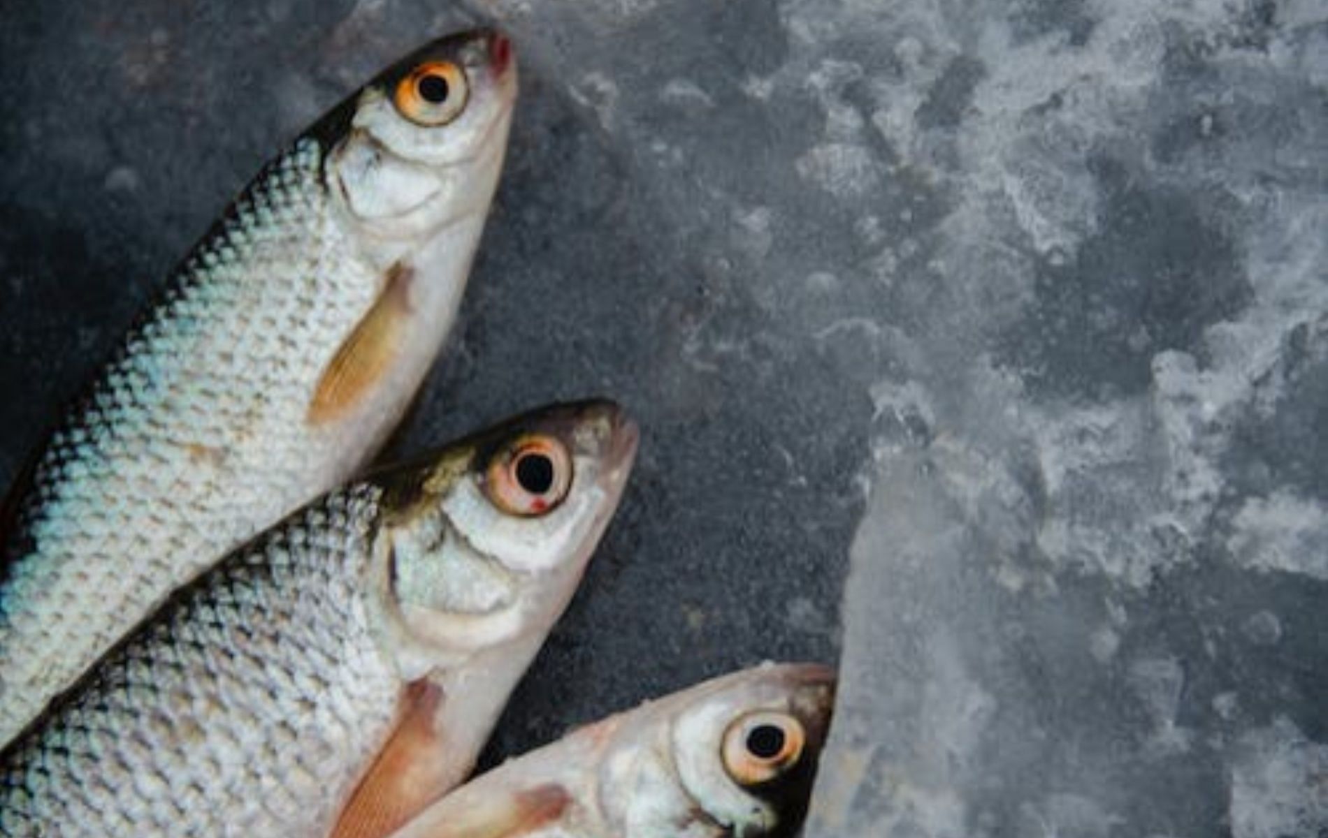 The Herring is an affordable option of a good source of Vitamin D (Image via Pexels)