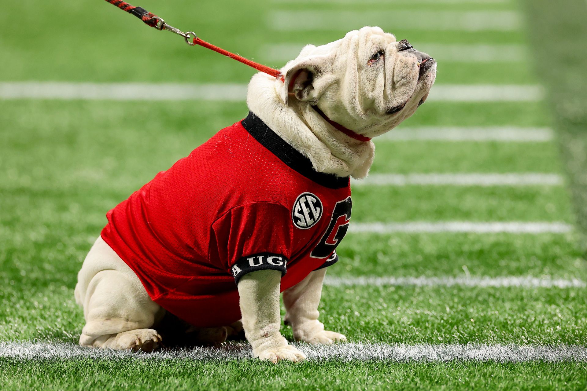 Georgia Bulldogs Mascots: Chick-fil-A 