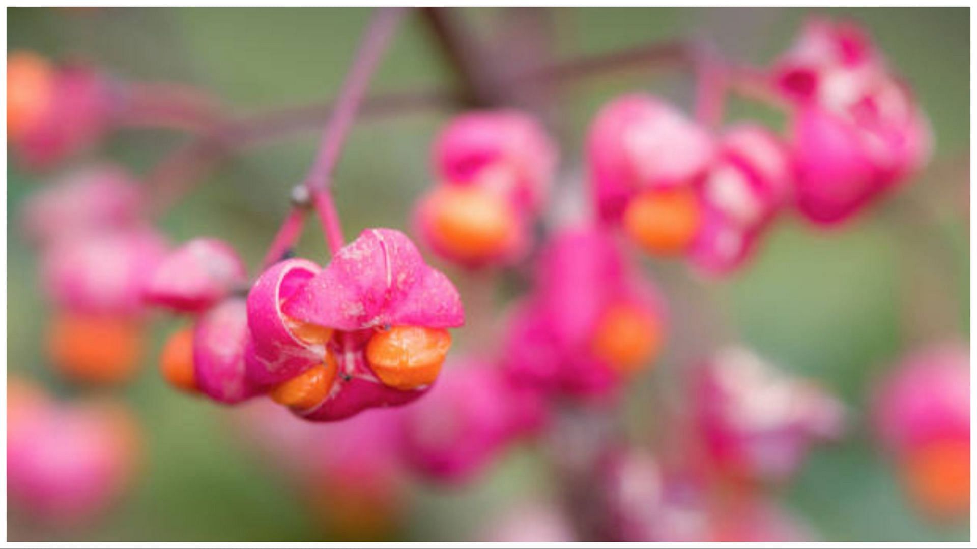European spindle is among the poisonous fruits. (Image via Getty)