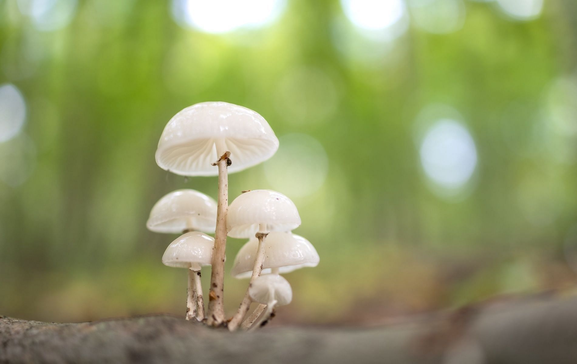 There have been conflicting findings in the study of psychedelic fungi. (Image by Marek Piwnicki via Pexels)