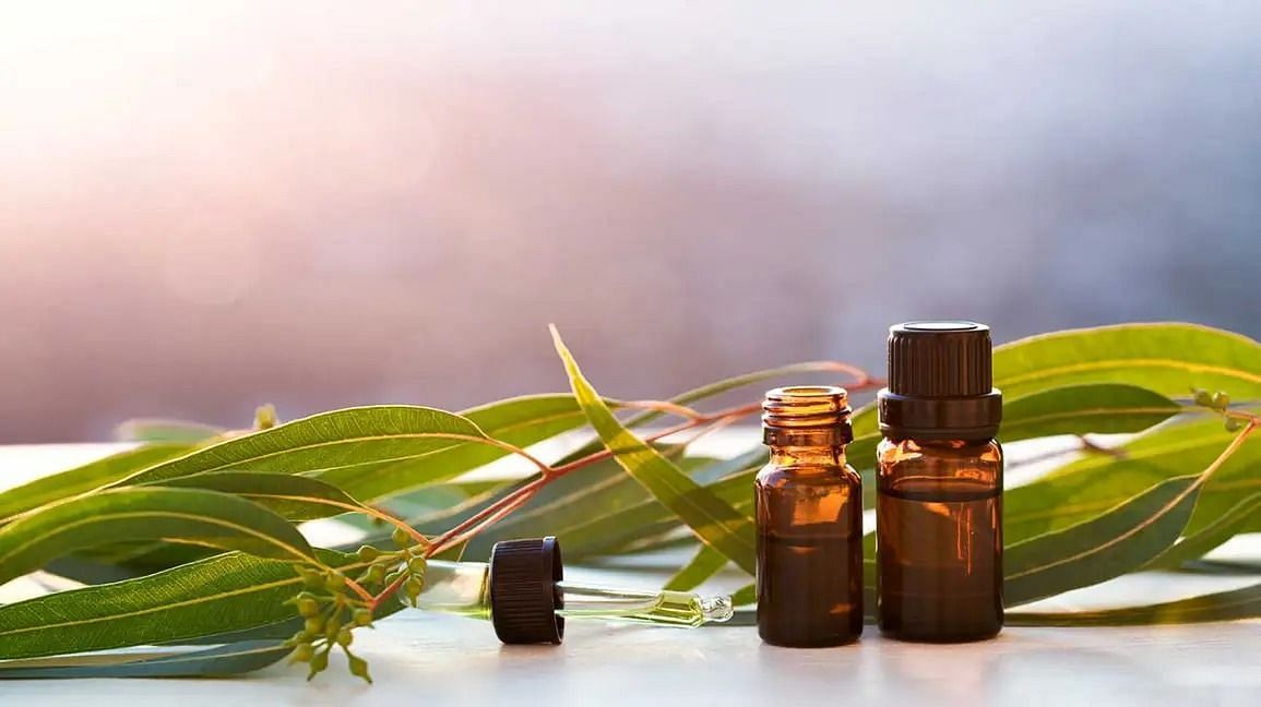 Uses of eucalyptus oil (Image via Getty Images)