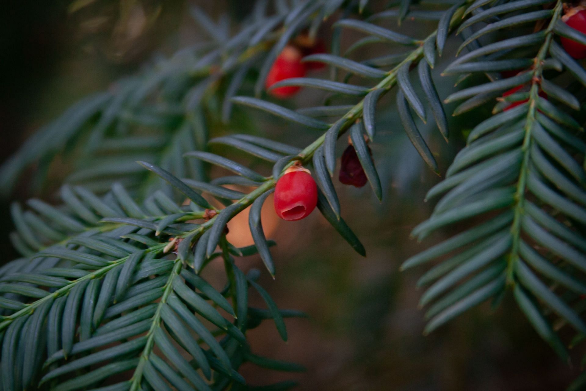 Yew berries are also among the mildly poisonous fruits. (Image via Unsplash/Adel Grober)