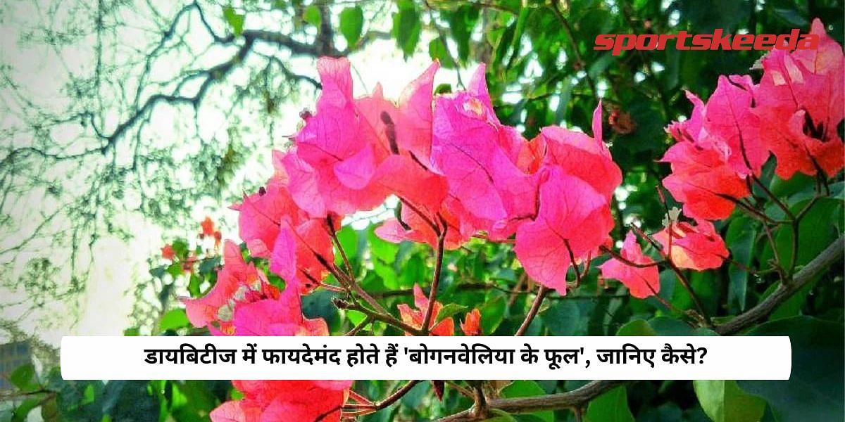 Bougainvillea flowers are beneficial in diabetes, know how?