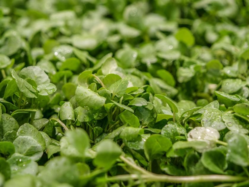What makes watercress healthy? Nutritional value and health benefits