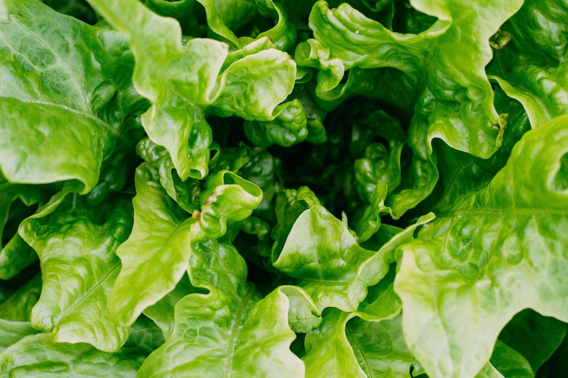 Traces of this strain found in lettuce and other leafy greens (Image via Pexels / Nastyasensei)