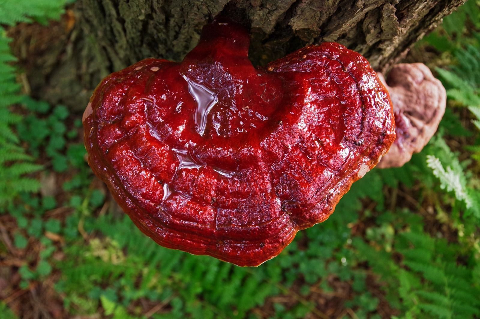 Side effects of reishi mushrooms (Image via Getty Images)