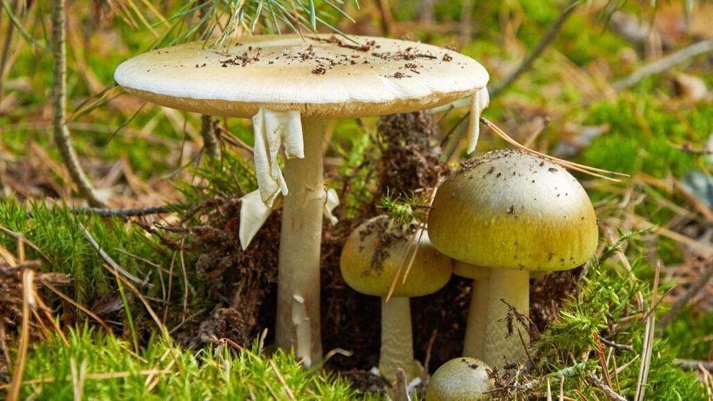 Death cap mushrooms (image via Getty Images)