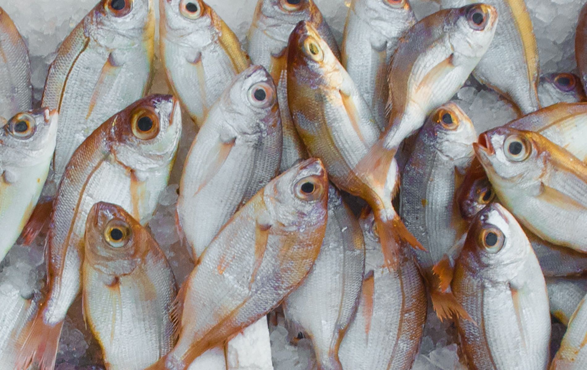Eating fish can increase lifespan, according to research (Image by Mali Maeder via Pexels)