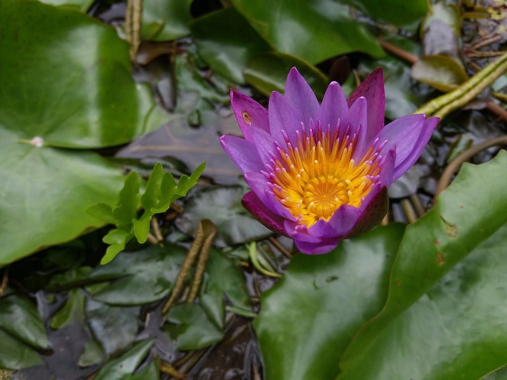 Blue lotus (PAND URU/Pexels)