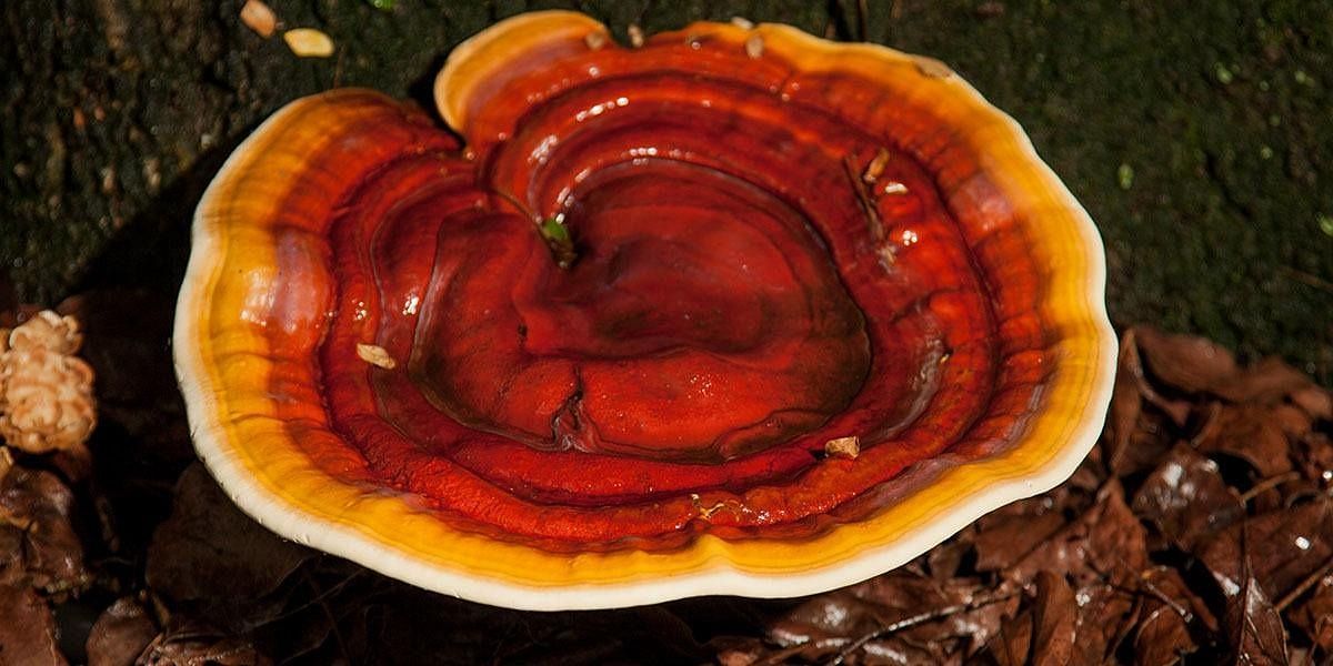 Side effects of reishi mushrooms (Image via Getty Images)