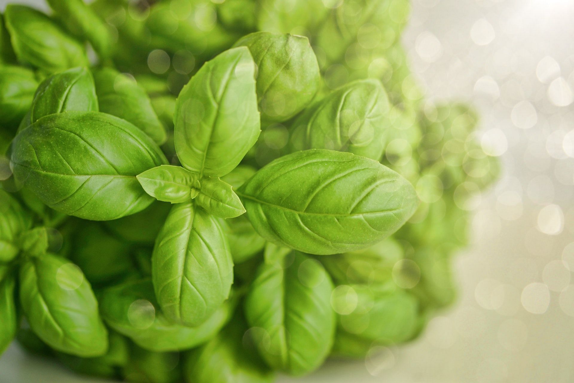 Basil contains eugenol. (Photo via Pexels/monicore)