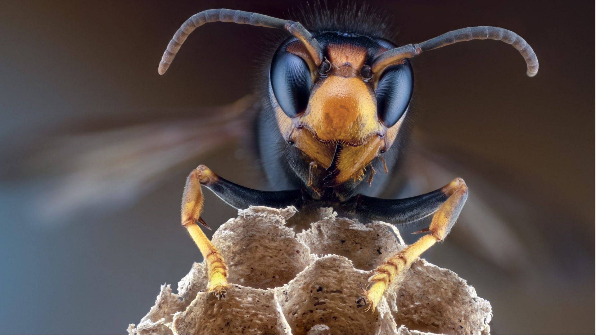 Yellow-legged hornet. (Photo via Getty Images)