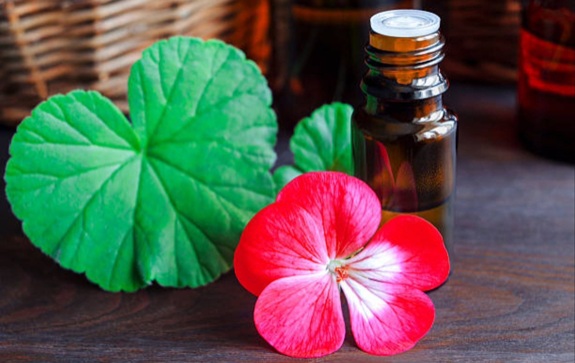 Geranium: one of the best essential oils for congestion is an effective treatment for flu-like symptoms.