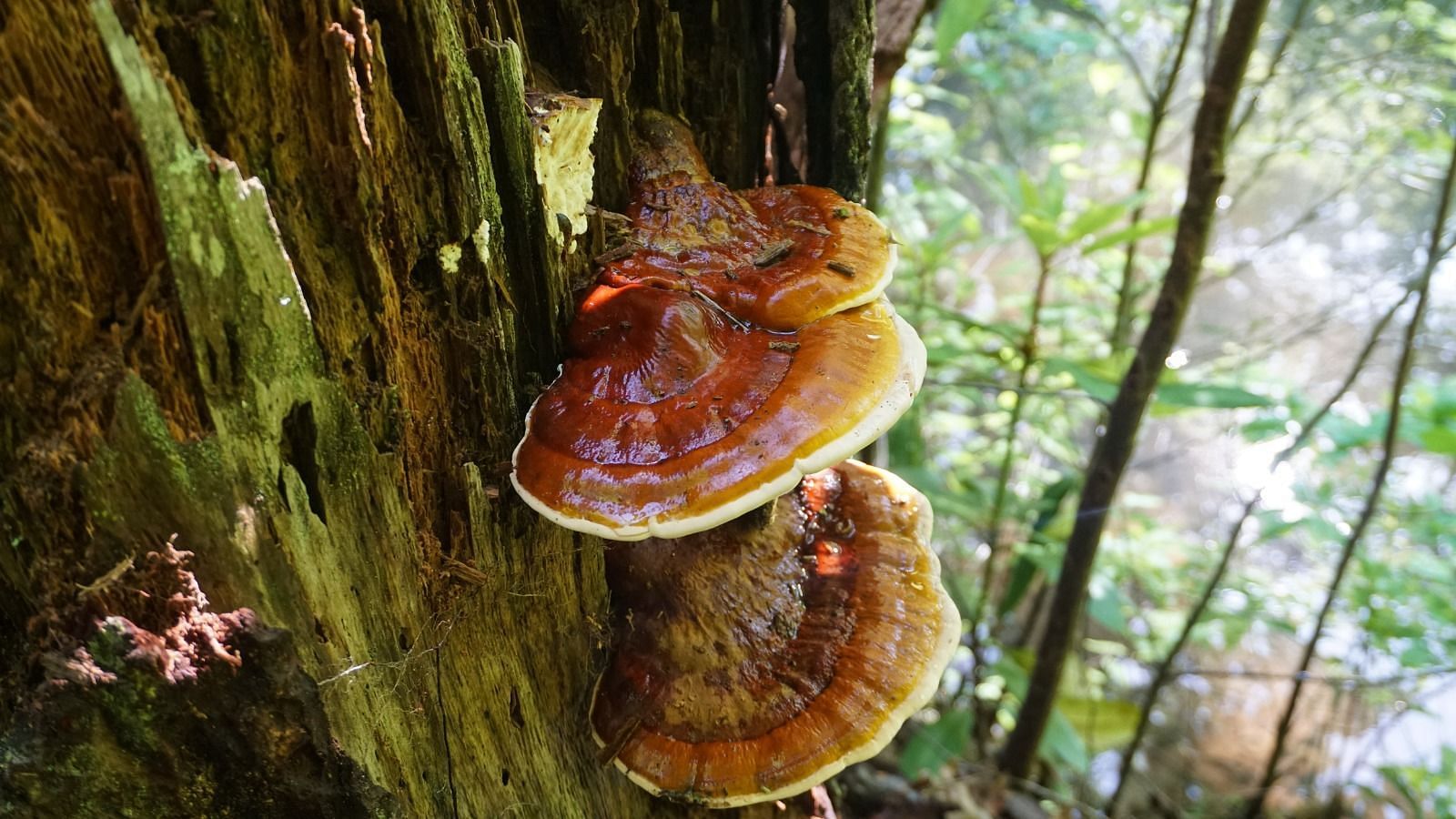 Side effects of reishi mushrooms (Image via Getty Images)