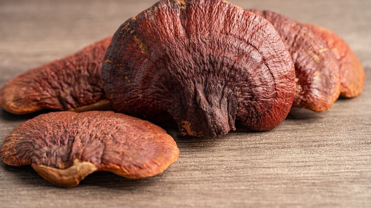 Side effects of reishi mushrooms (Image via Getty Images)