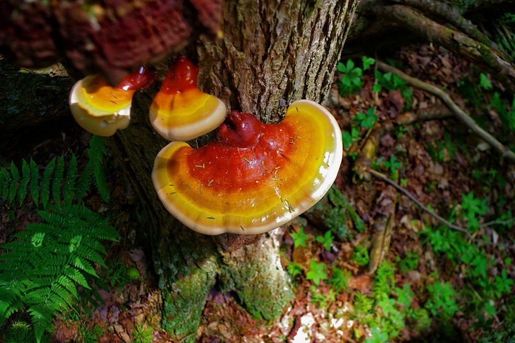 Side effects of reishi mushrooms (Image via Getty Images)