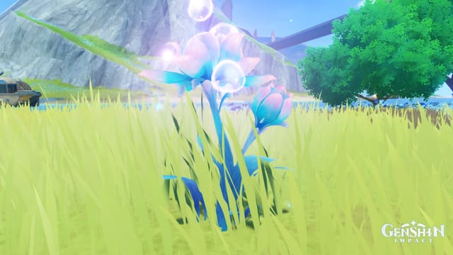 Genshin Impact Romaritime Flower locations in Fontaine