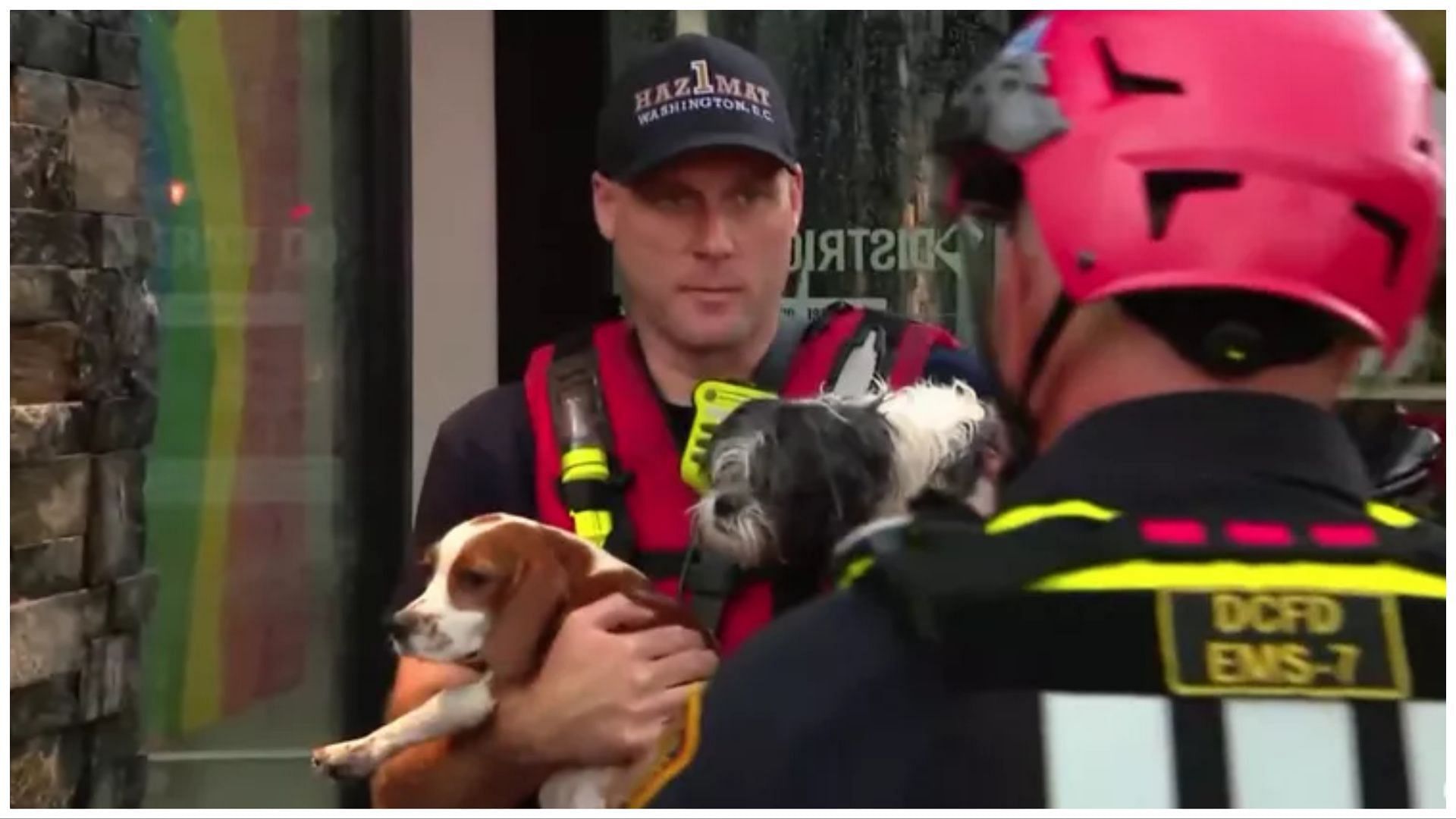 Many dogs have been rescued but many lost their lives (Image via YouTube / WUSA9)