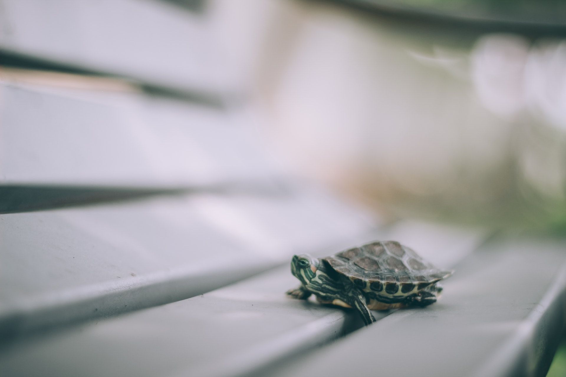 Salmonella outbreak linked to small turtles includes two Pennsylvania cases