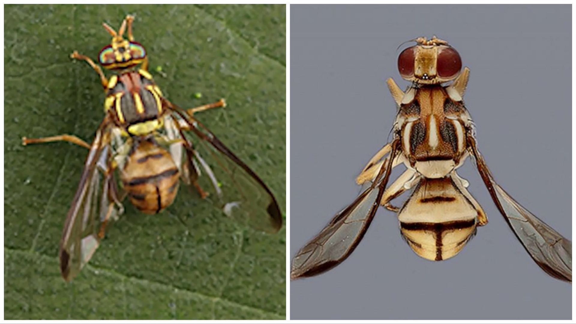 Tau fruit flies are wreaking havoc (Image via California Department of Food and Agriculture)