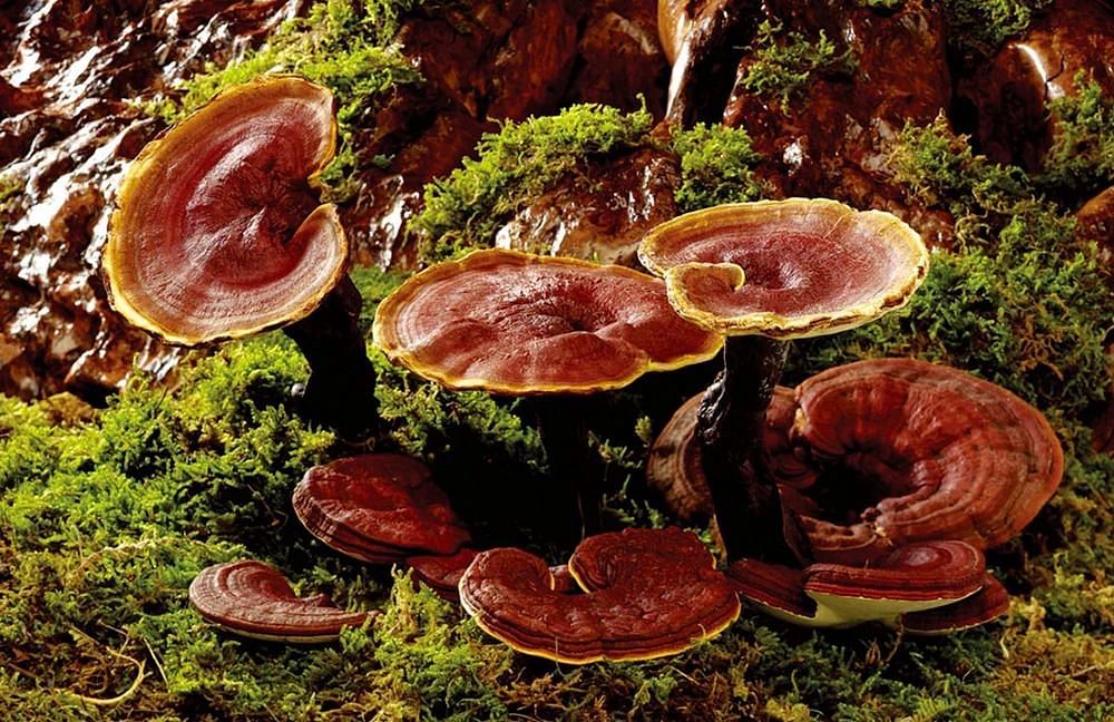 Side effects of reishi mushrooms (Image via Getty Images)