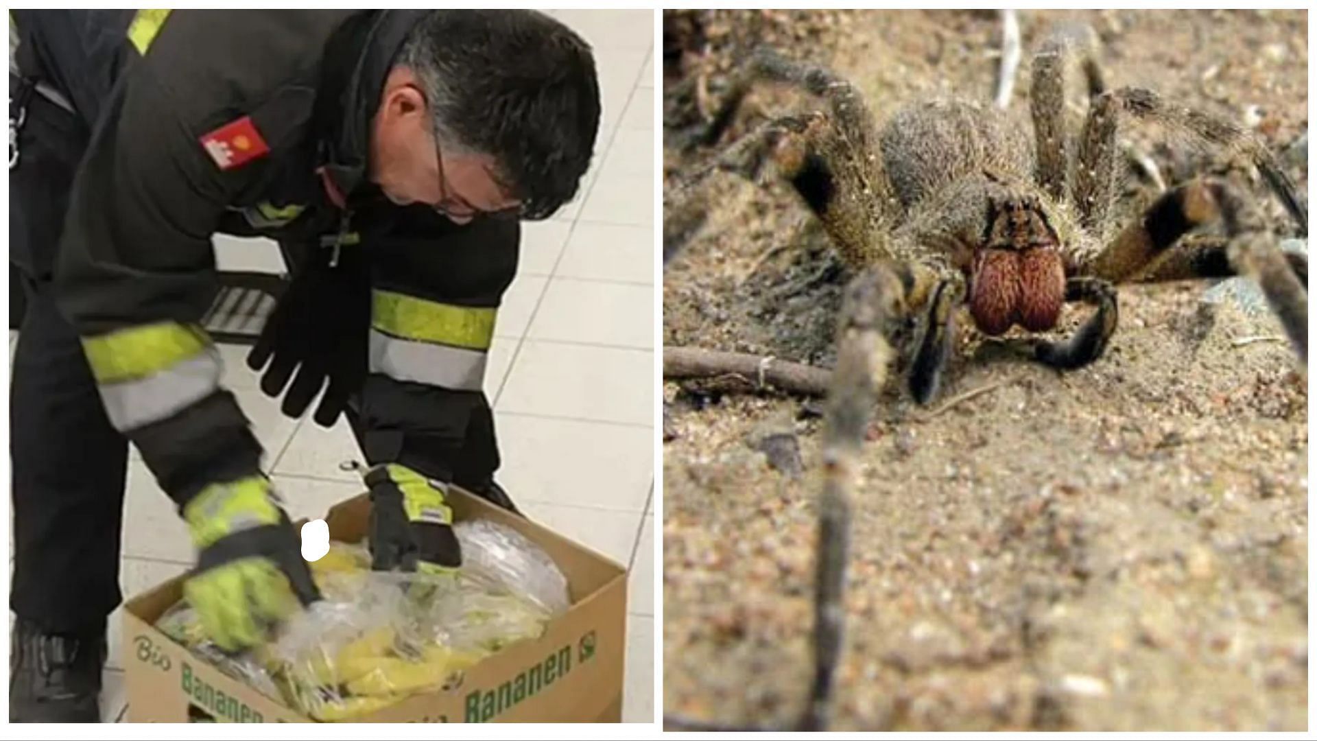 Authorities are still looking for the Brazilian Wandering spider (Image via Associated Press / Britannica)