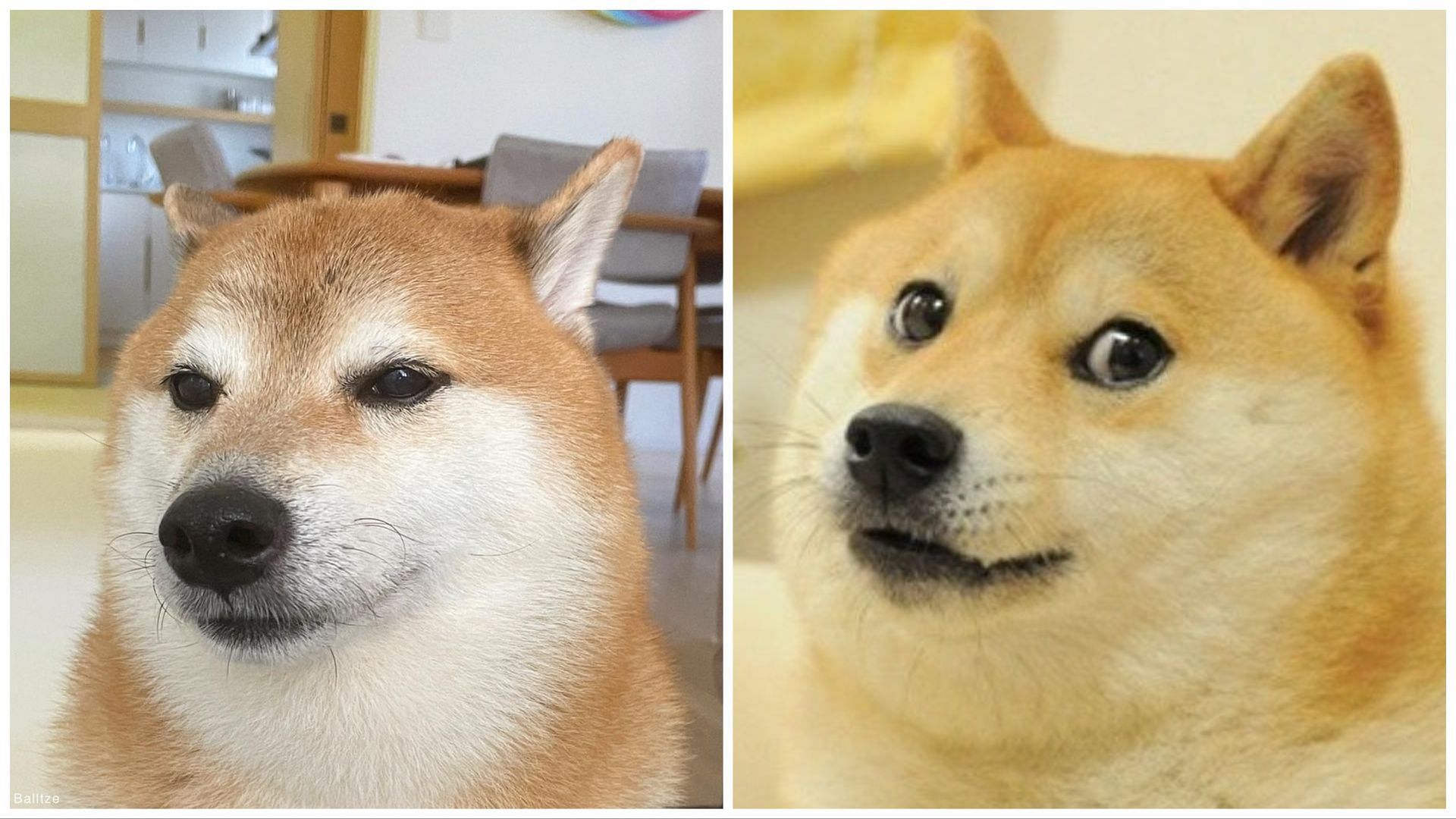 shiba inu doge original