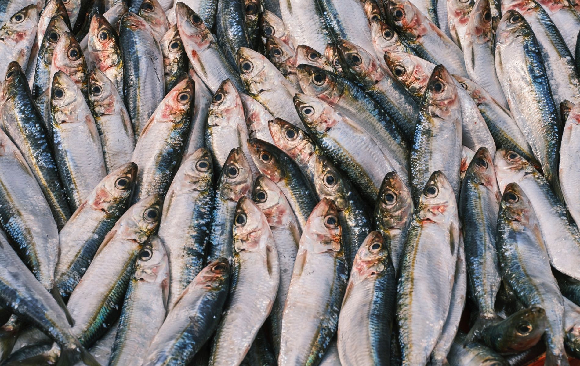 Sardine is a widely consumed oily fish (Image by Engin Akyurt via Pexels)