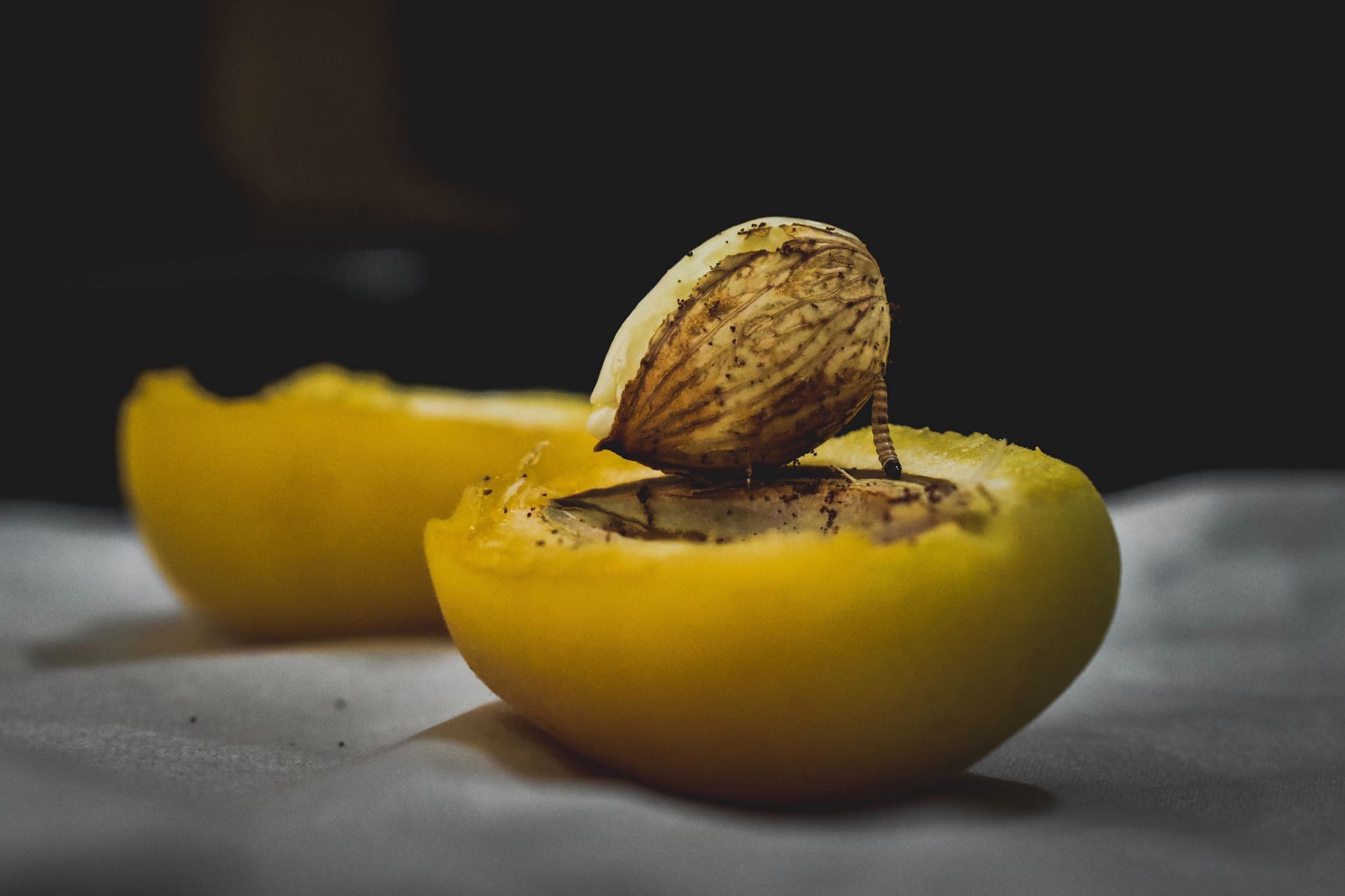 Apricot seeds might be harmful (Image via Unsplash/Payam Tahery)