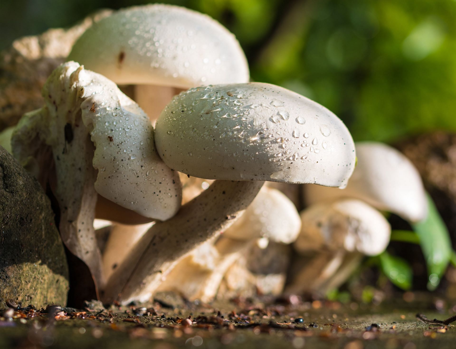 Death cap mushroom is one of the poisonous mushrooms (Image via Pexels / Pixabay)