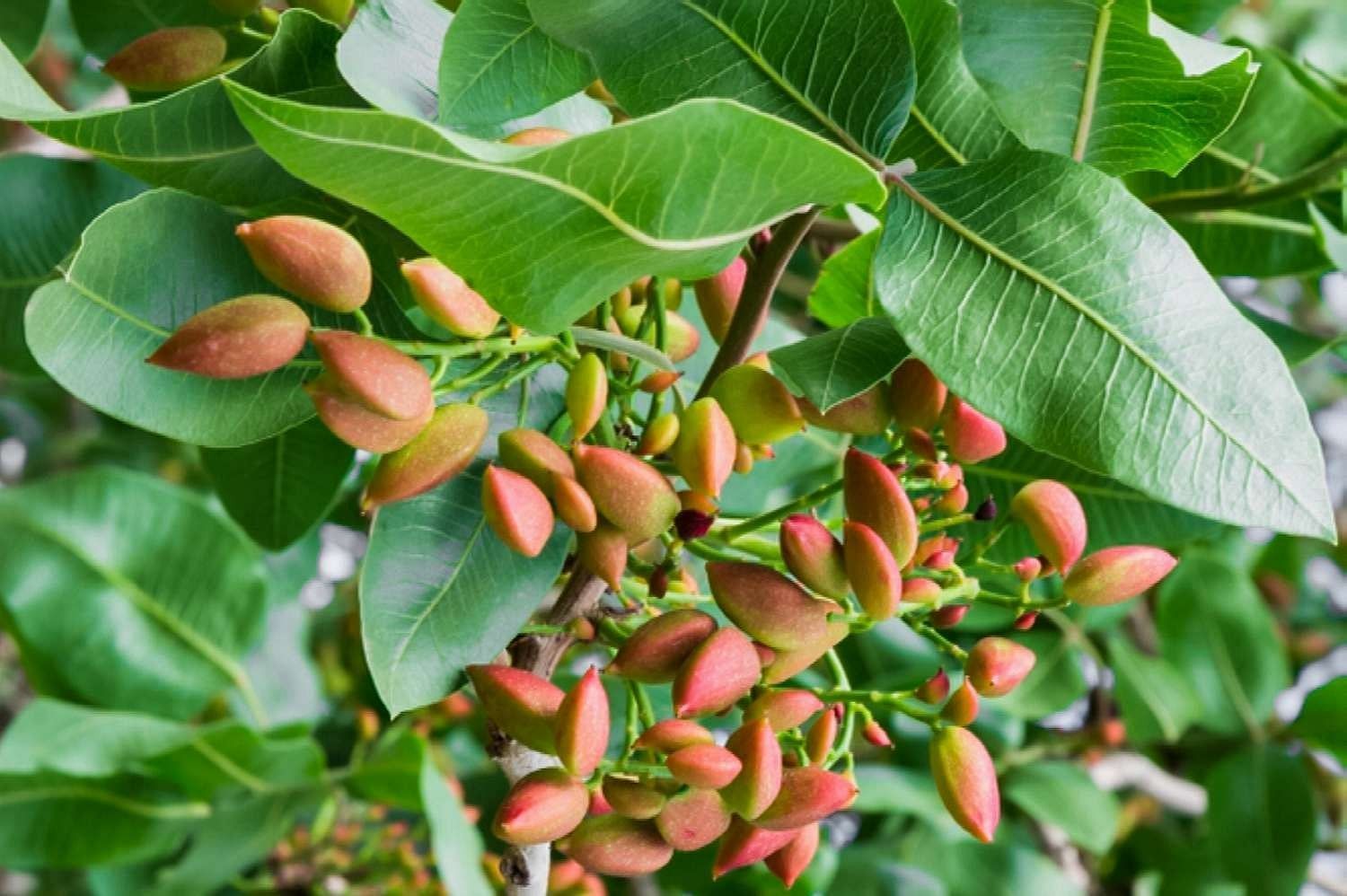 Nuts (Image via Getty Images)