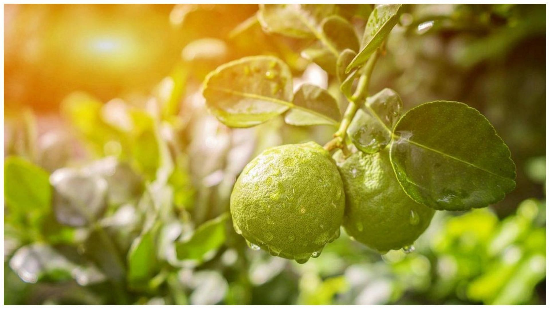 Bergamot has many health benefits. (Image via Instagram @drinkozean)