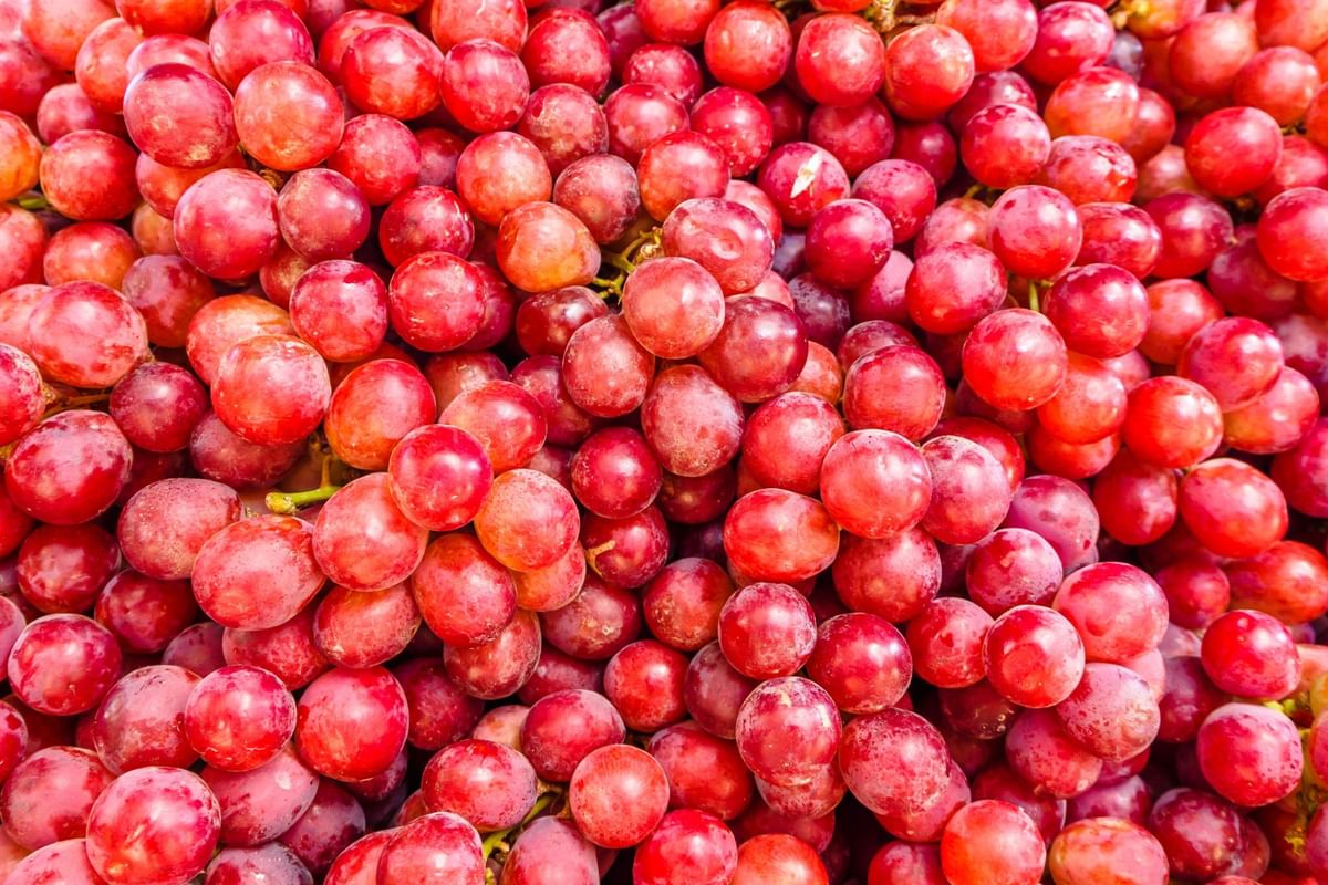 Are red grapes good for you? Nutrition facts and health benefits
