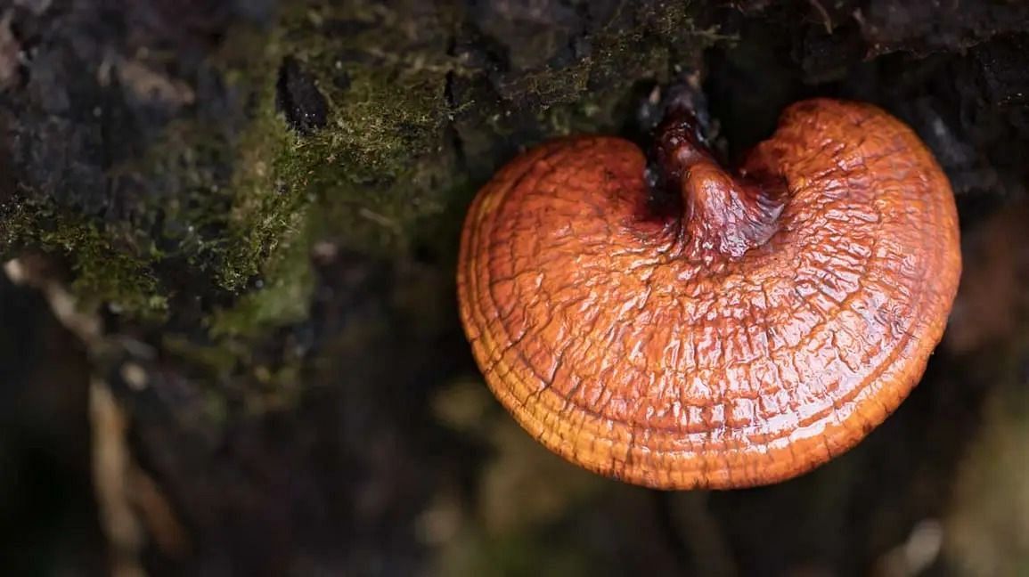 Side effects of reishi mushrooms (Image via Getty Images)