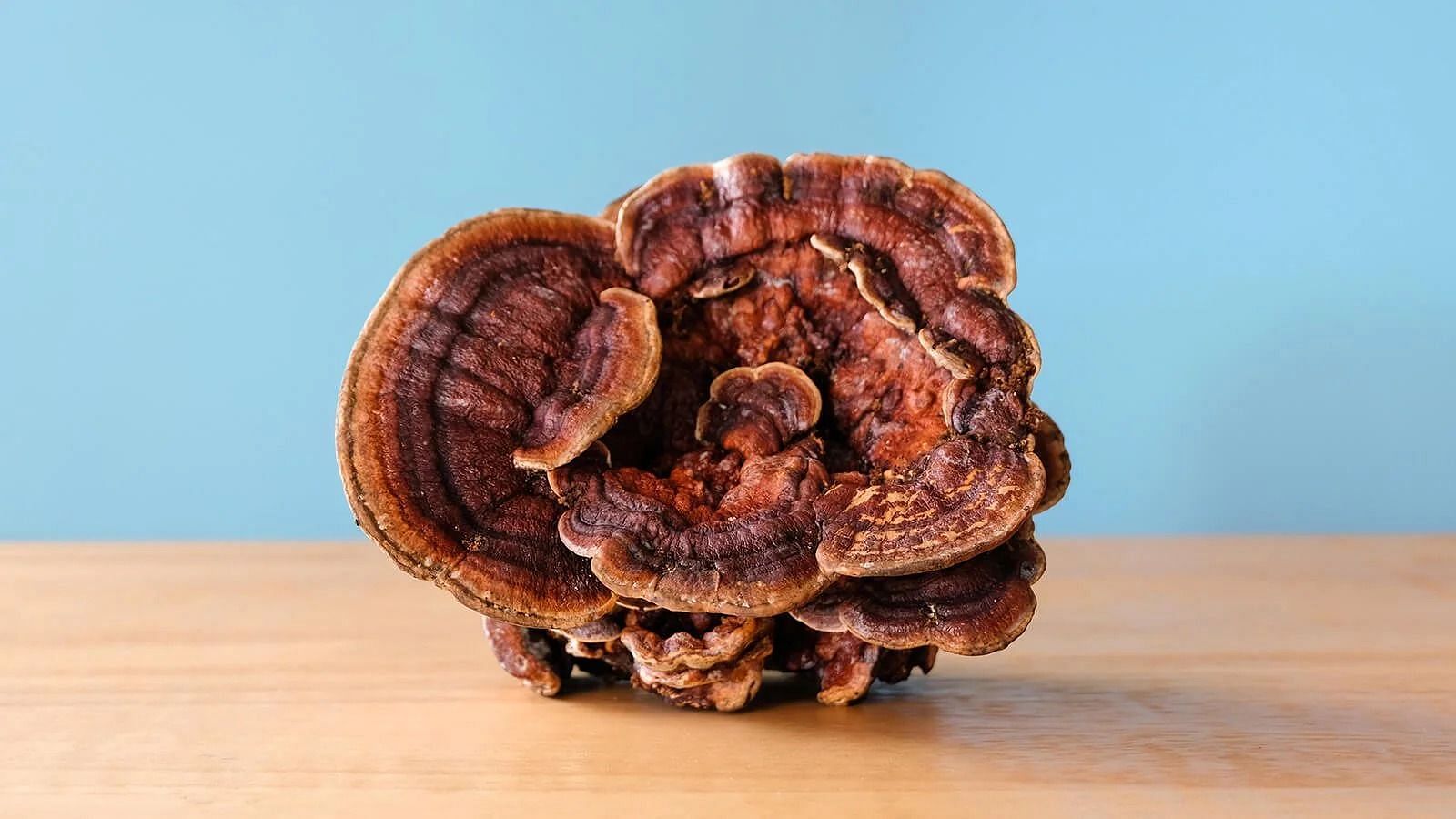 Side effect of reishi mushrooms (Image via Getty Images)