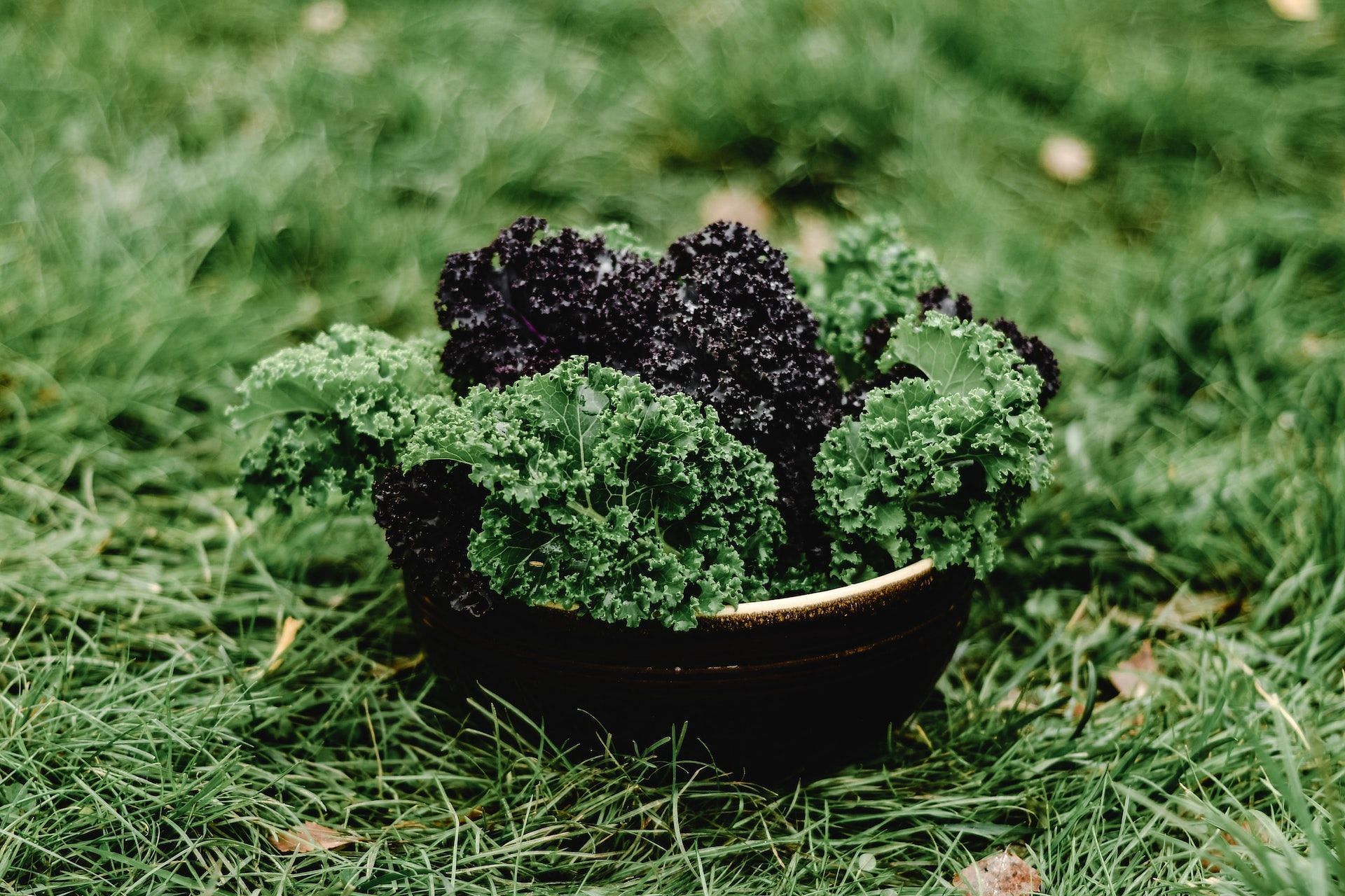 Kale nutrition facts. (Image credits: Pexels/ Eva Bronzini)
