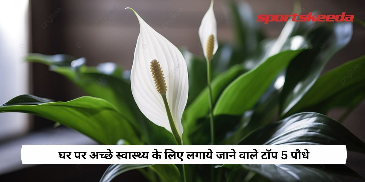 Top 5 plants to keep at home for good health