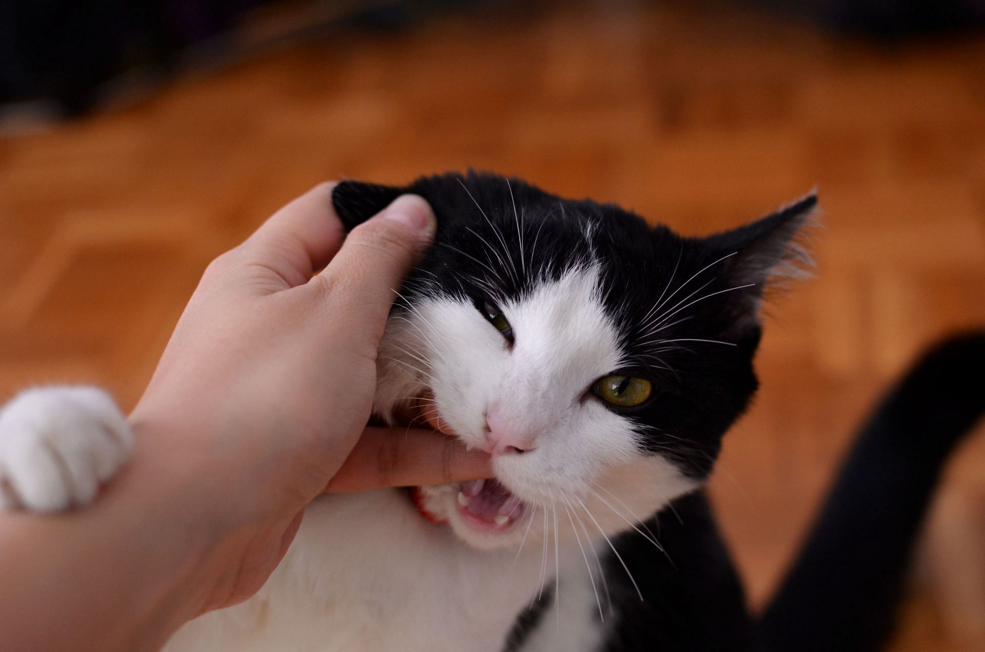 Cat bite caused a newly discovered bacterial infection. (Image via Pexels/ Crina Doltu)