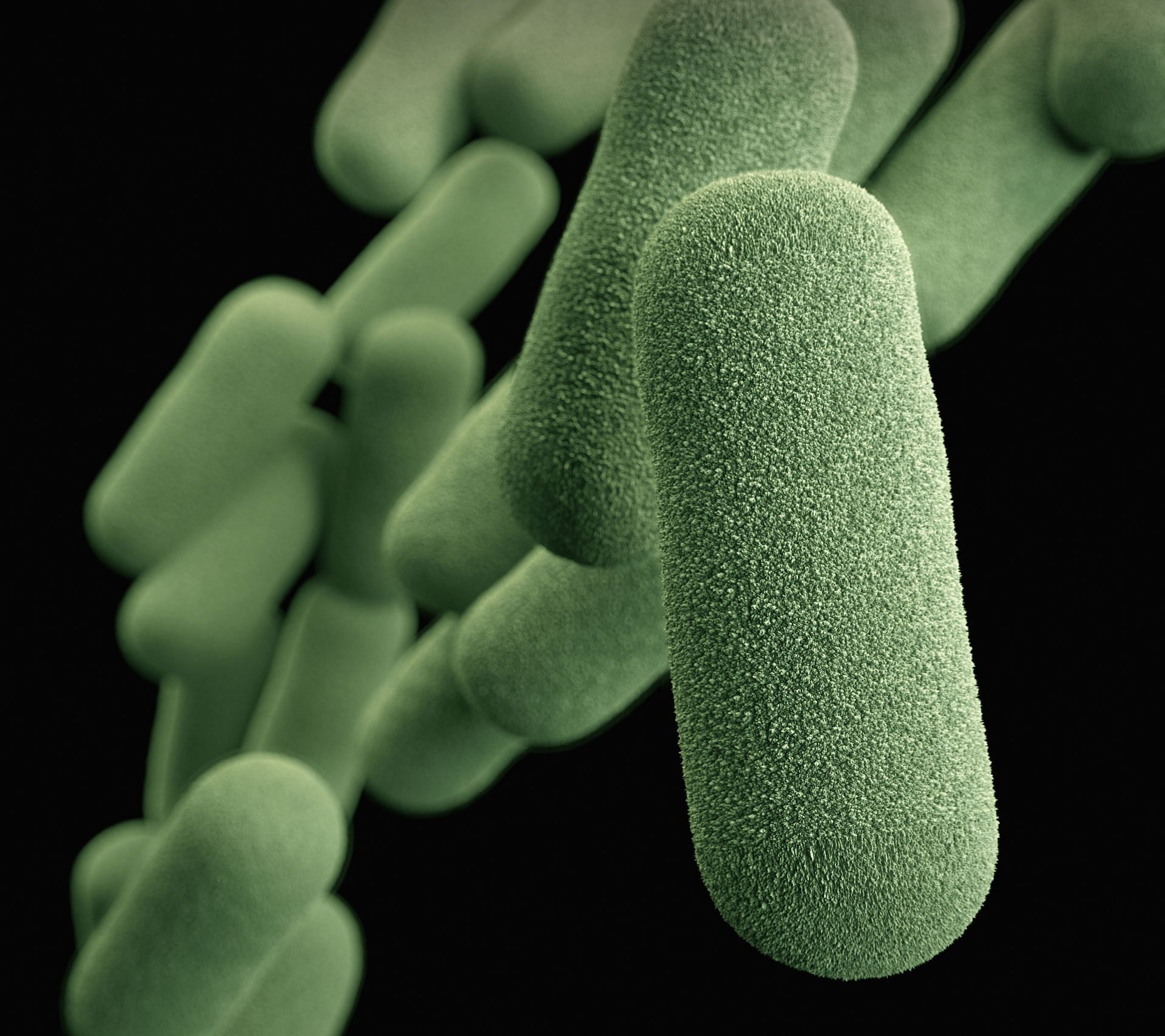 A deadly bacteria outbreak in Washington (Image via Unsplash/CDC)