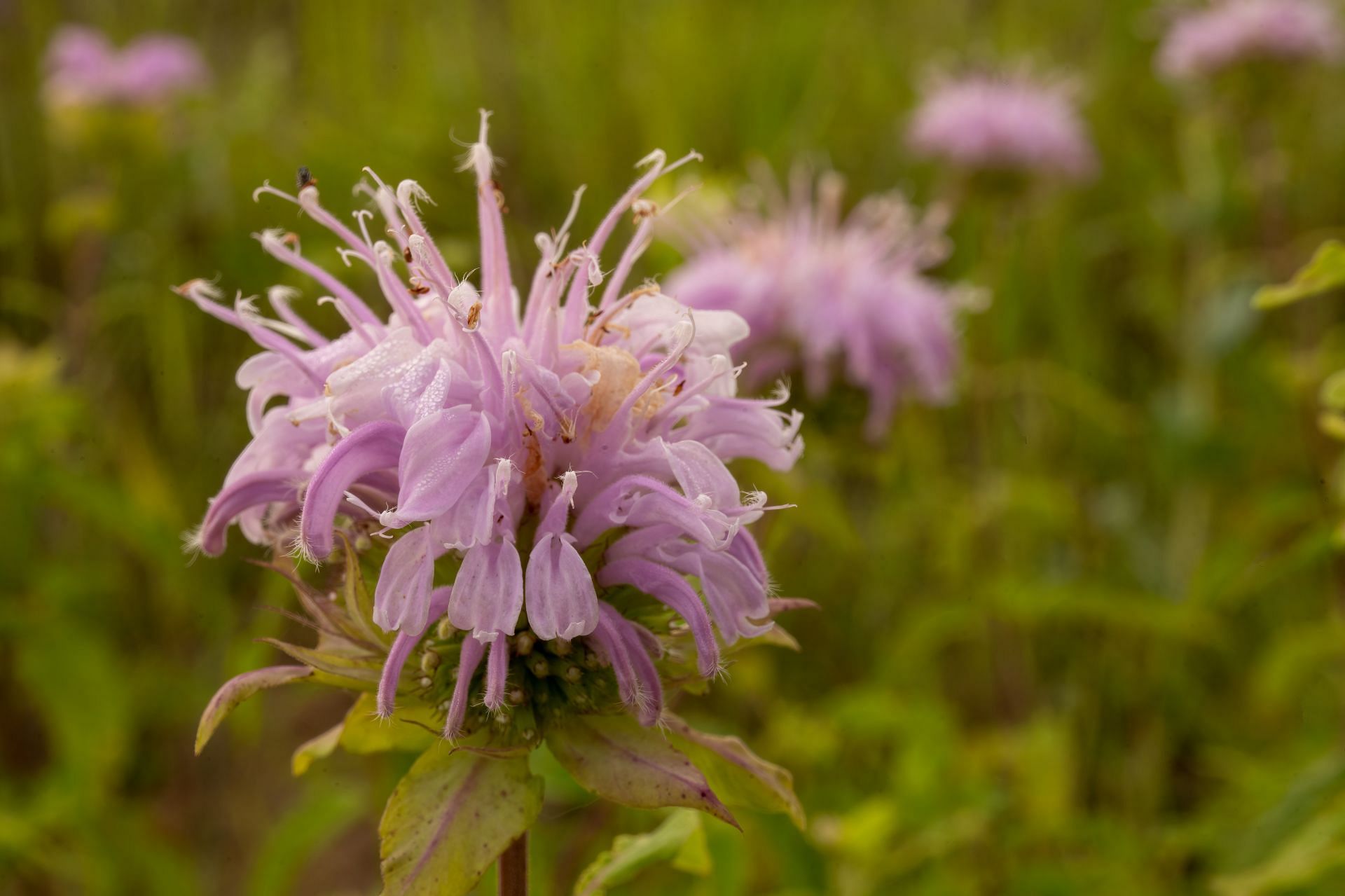 A Bermagot flower. (Image via Pexels/ Tom Fisk)