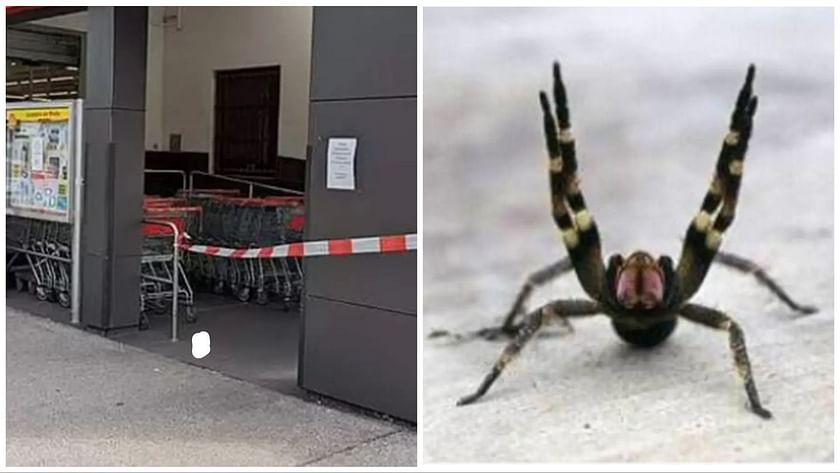 Brazilian Wandering Spider: "Kinda looks like a Pokemon": Brazilian  wandering spider shuts down Austrian supermarket, sparking hilarious  reactions online