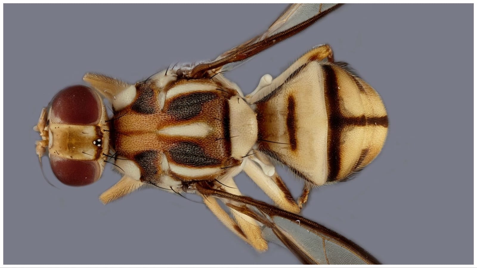 fly Where is the Tau fruit fly from? Neighborhoods affected and all about the California fruit
