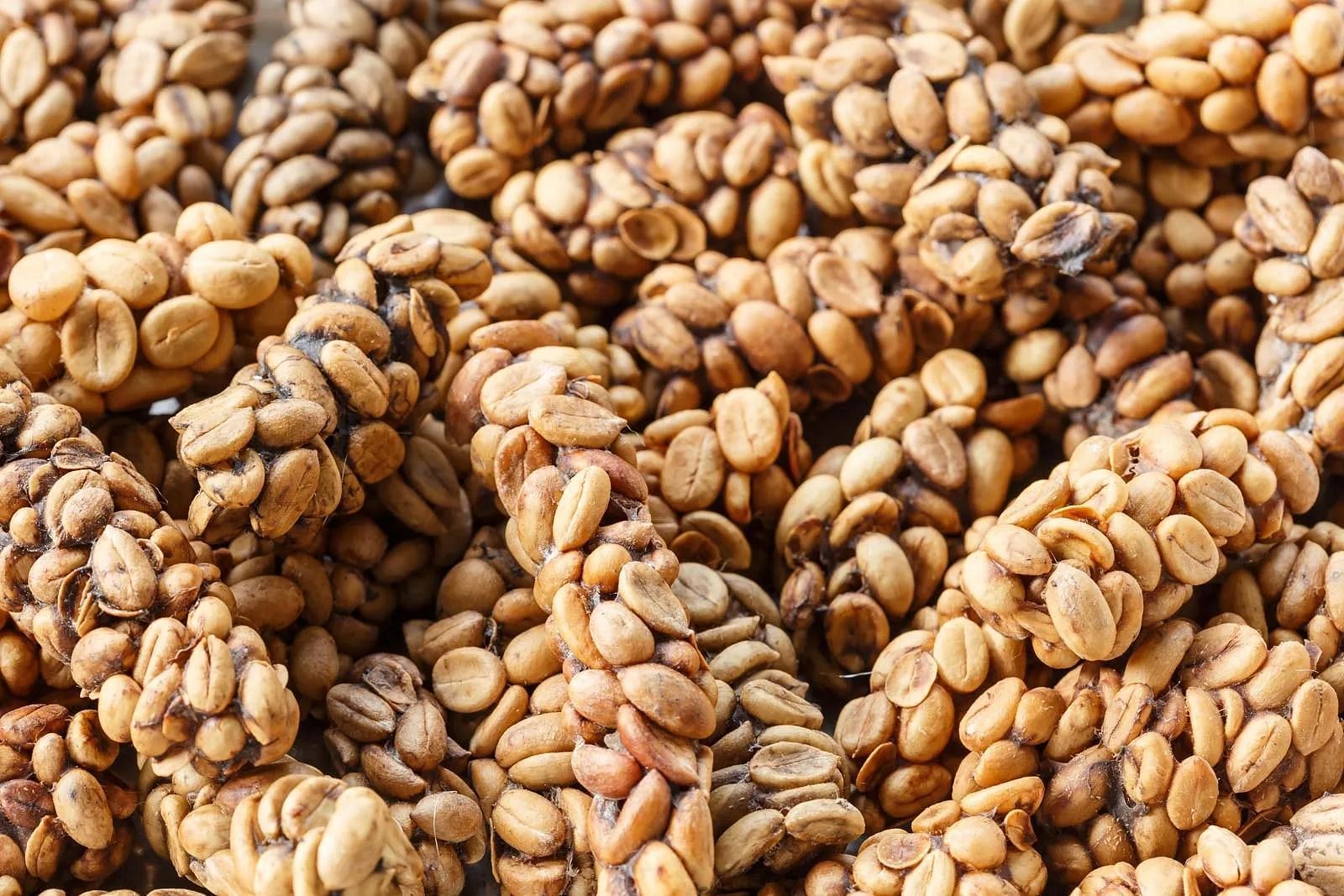 Kopi Luwak beans (Image via Getty Images)