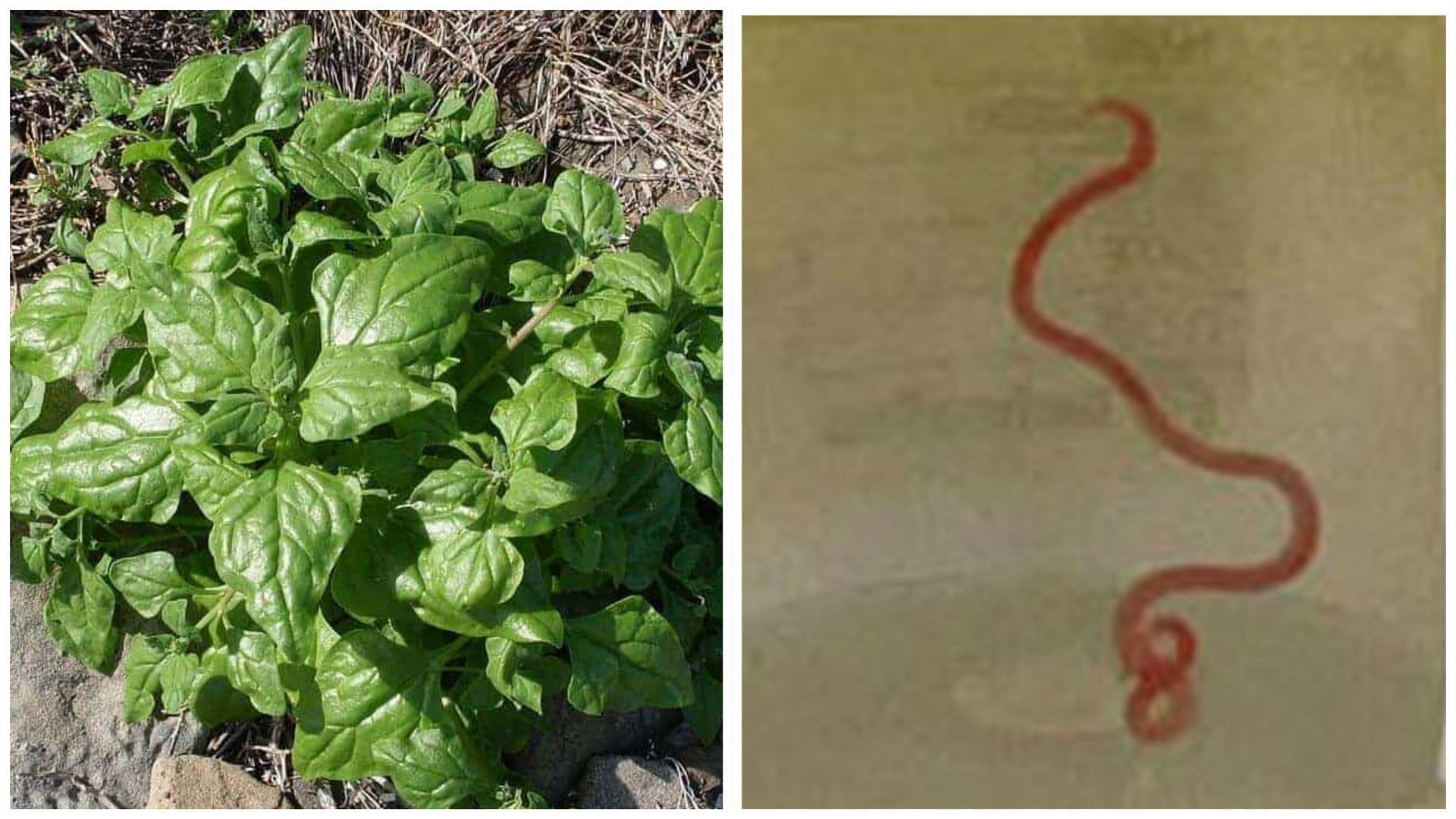 The woman probably caught the worm while harvesting the Warrigal Greens (Image via Getty Images / Australian National University)