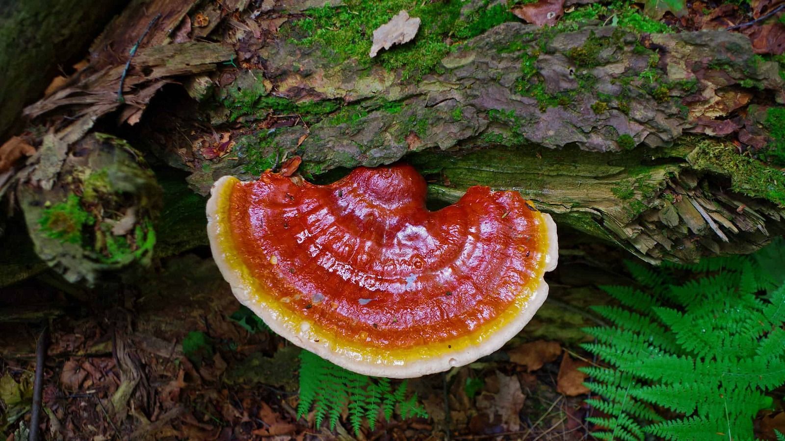 Side effects of reishi mushrooms (Image via Getty Images)